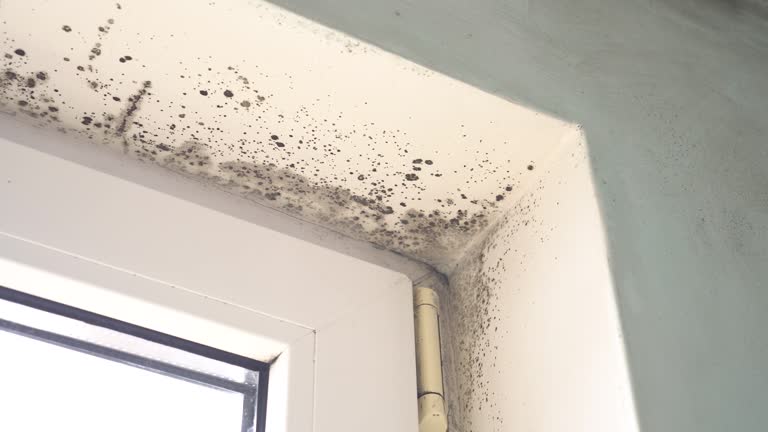 Trusted Gardendale, AL Mold Removal Experts